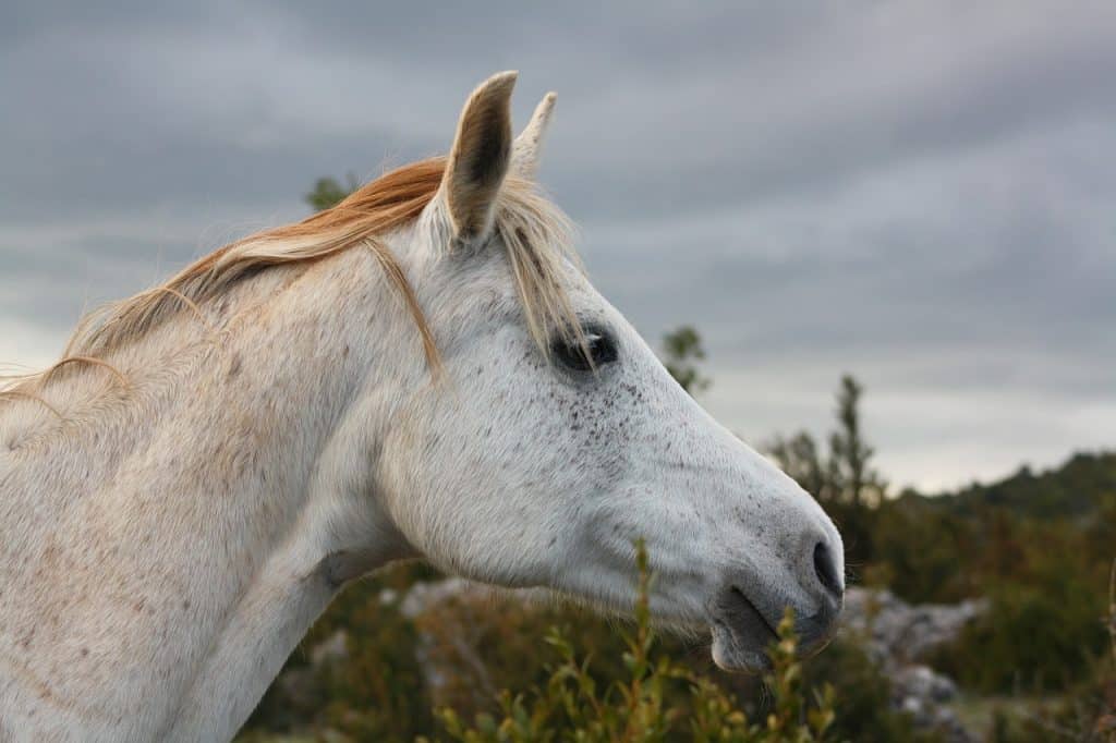 horse, equine, mane