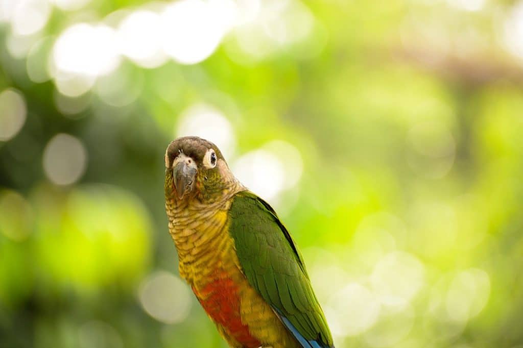 conure, parrot, bird