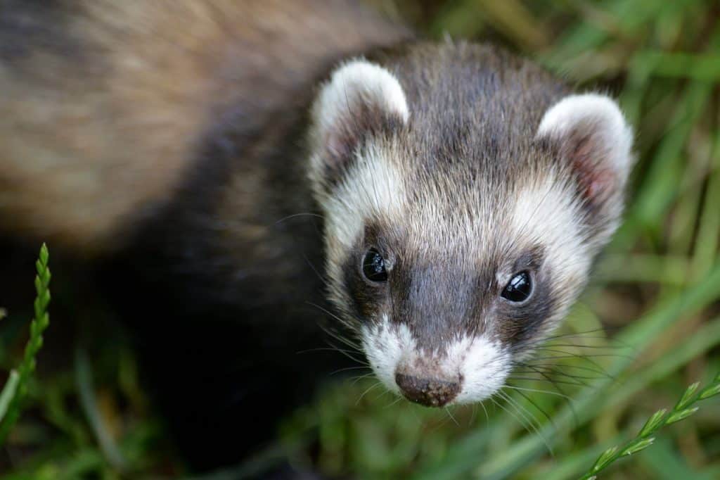 ferret, weasel, mustelid