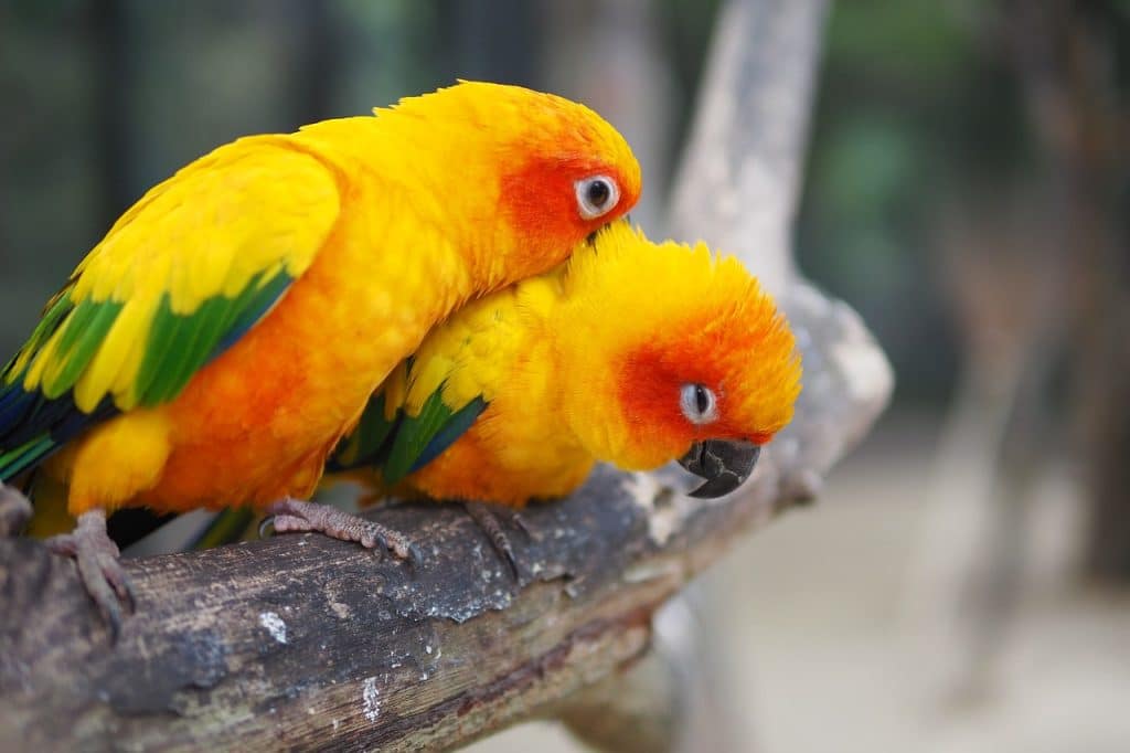 parrot, bird, sun conure