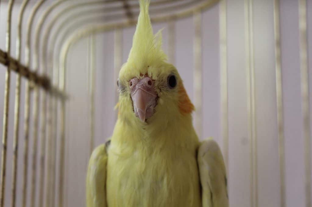 cockatiel, bird, animal