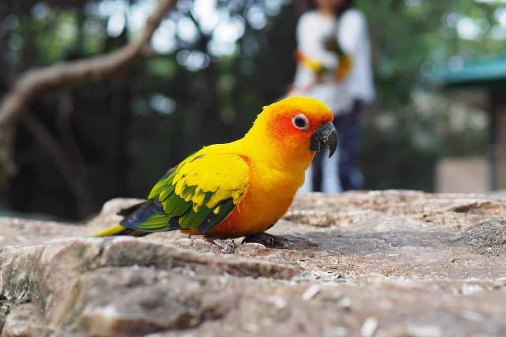sun conure, bird, rock