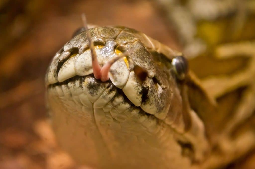 line, reptile, animal