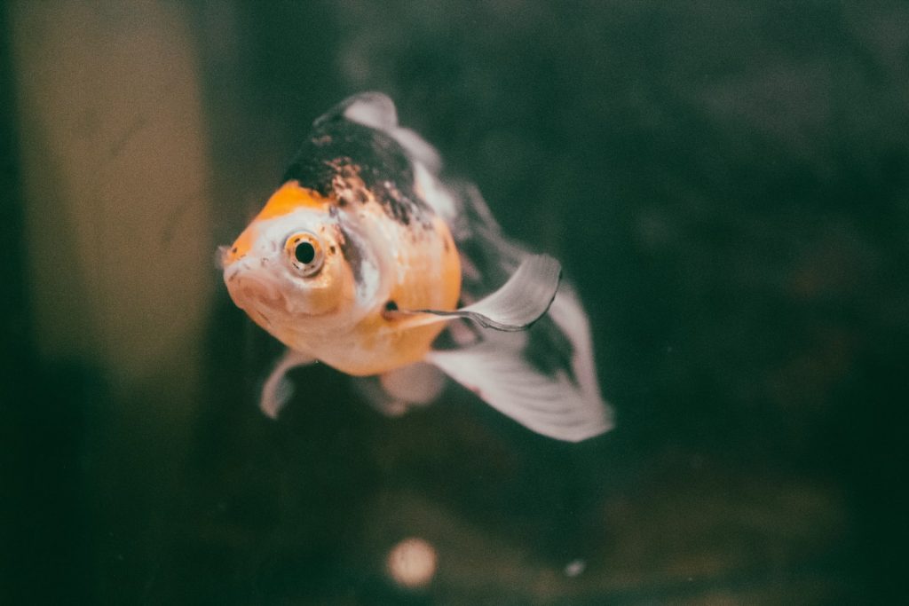 Shubunkin Goldfish Quick Facts, Behavior, & Care Guide! Pet Breeezy