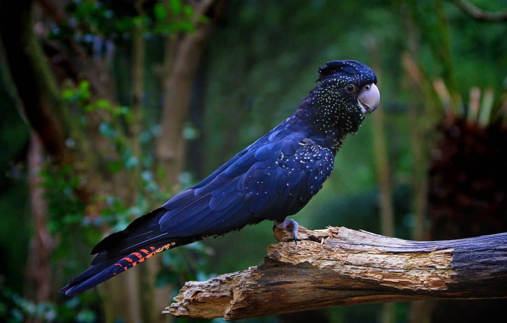 cockatoo, red-tailed cockatoo, calyptorhynchus banksii