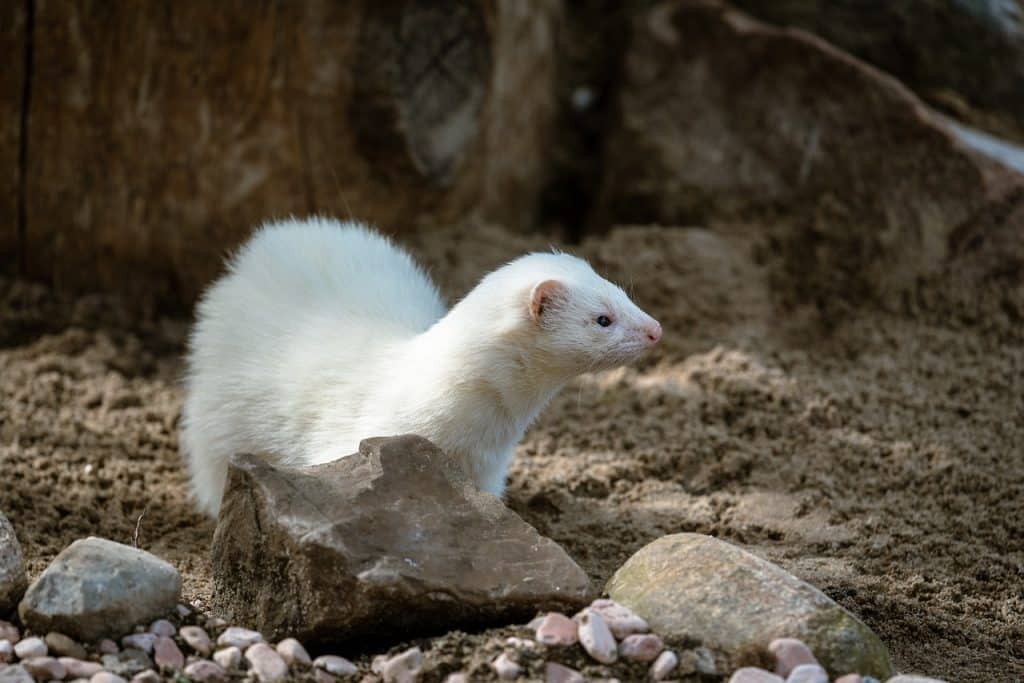 weasel, animal, rocks