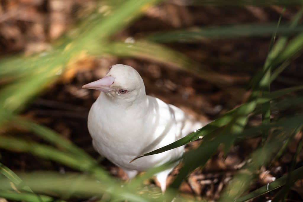 bird, plumage, albino magpie