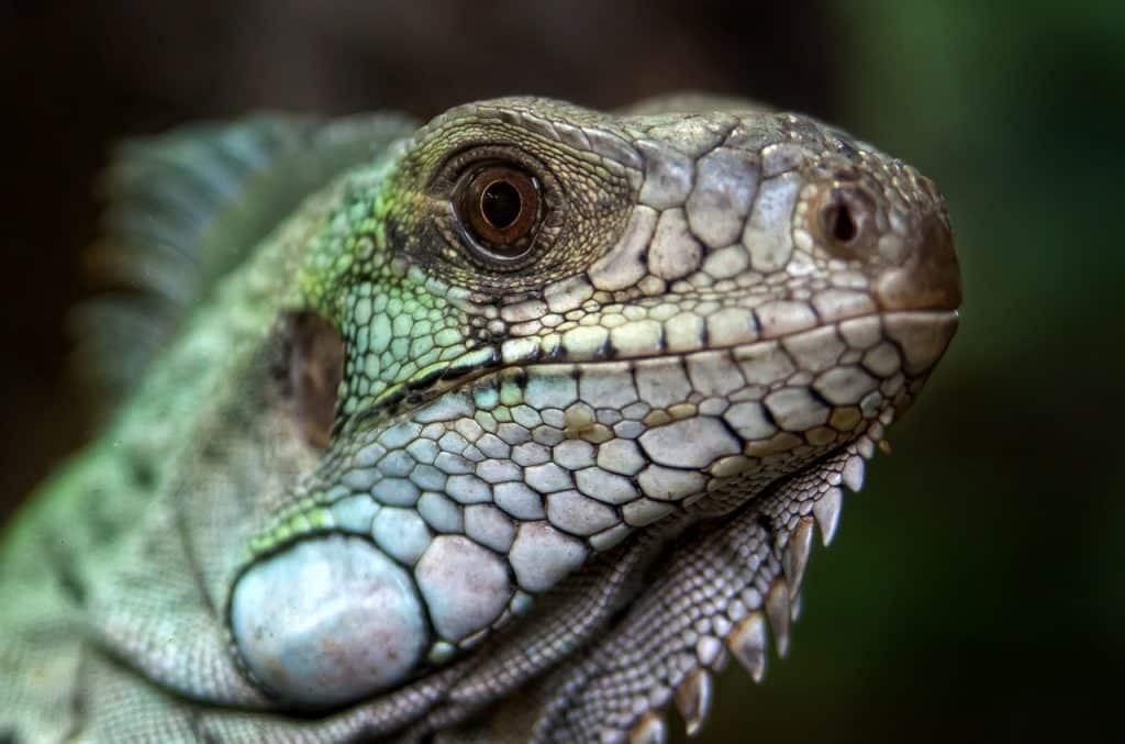 lizard, reptile, animal