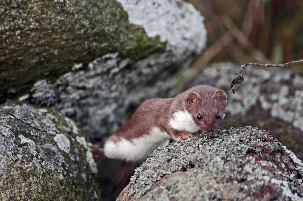 ermine, animal, wildlife