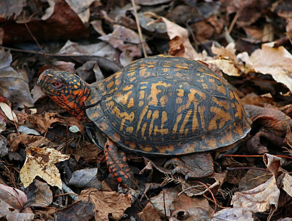 eastern box turtle, terrapene carolina, land turtle