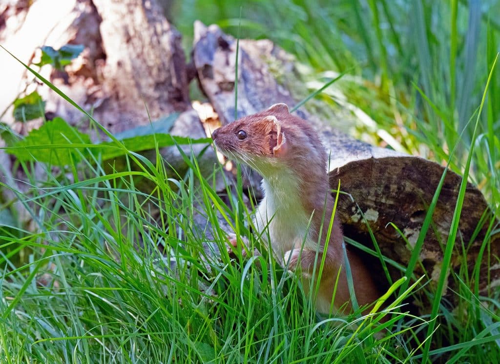 animal, stoat, mammal