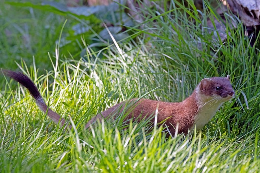 animal, stoat, mammal