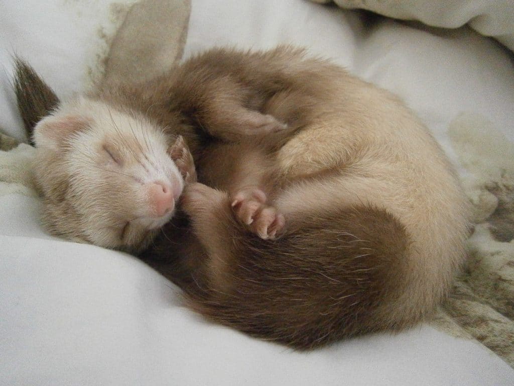 ferret, relax, tenderness