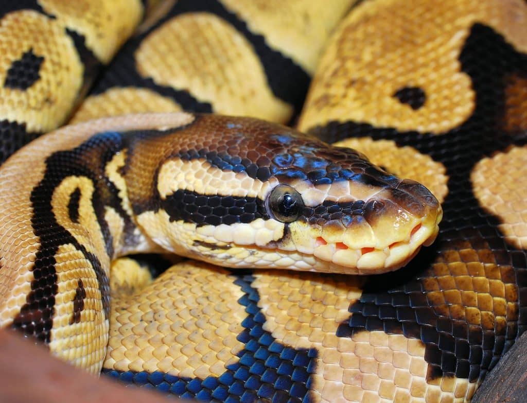 line, python, ball python