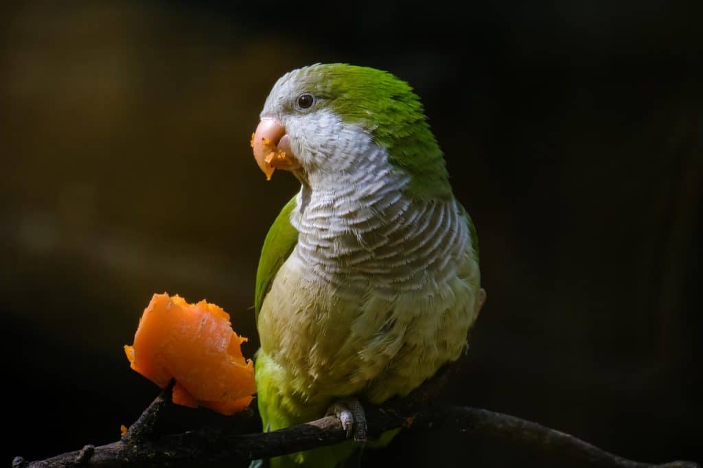 parakeet, bird, perched