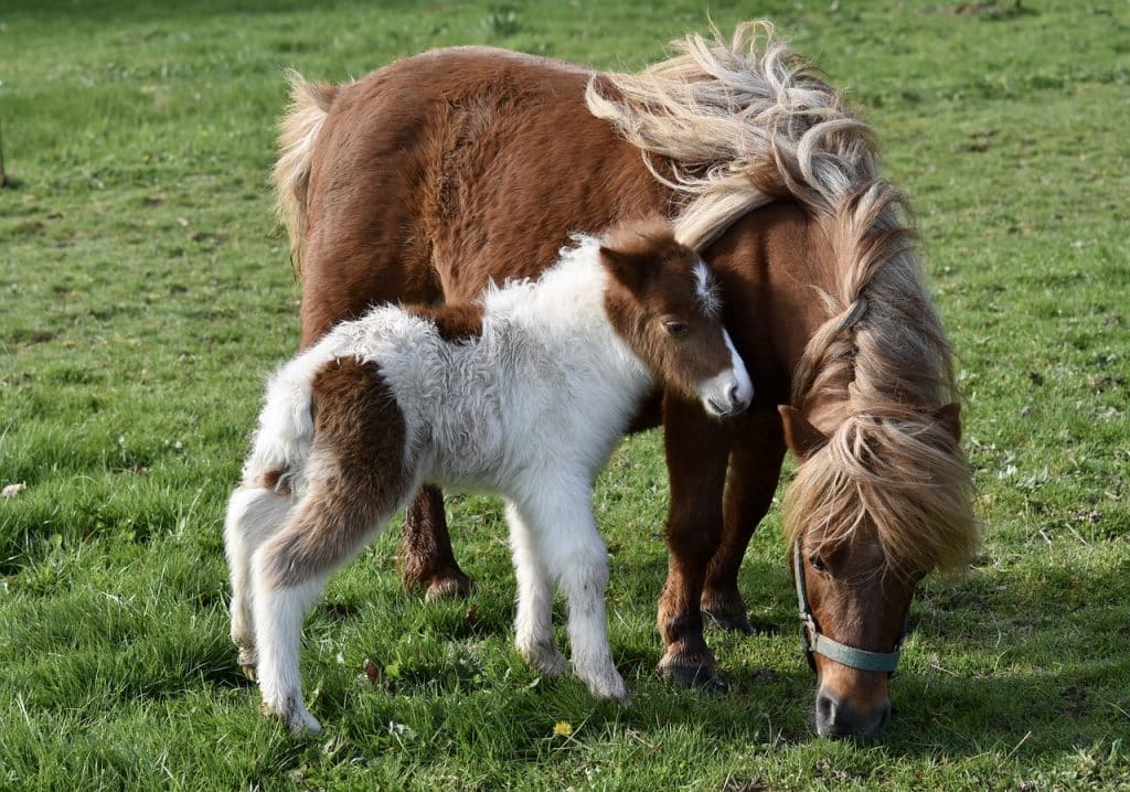 shetland ponies, animals, pasture