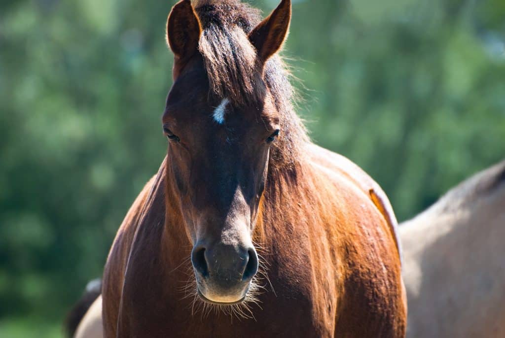 hd wallpaper, horse, brown horse