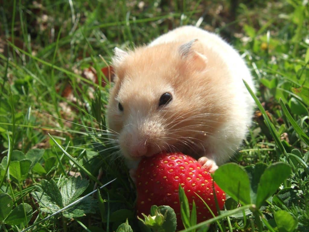 hamster, golden, strawberry