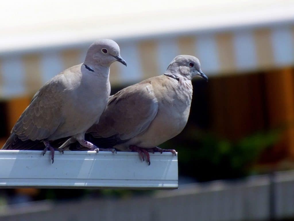 How Much Does a Lovebird Cost? Price Guide Pet Breeezy