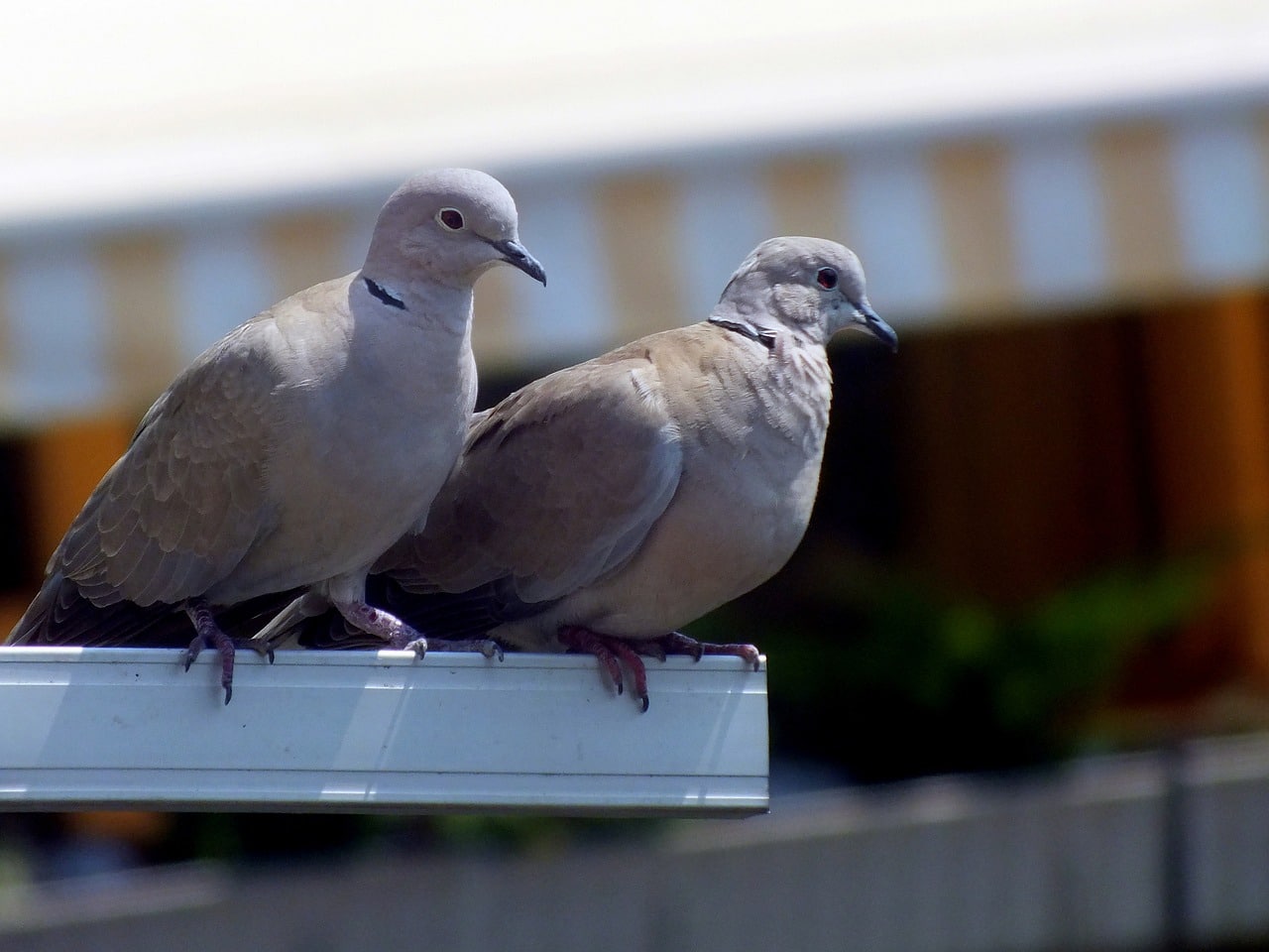 How Much Does a Lovebird Cost? Price Guide Pet Breeezy