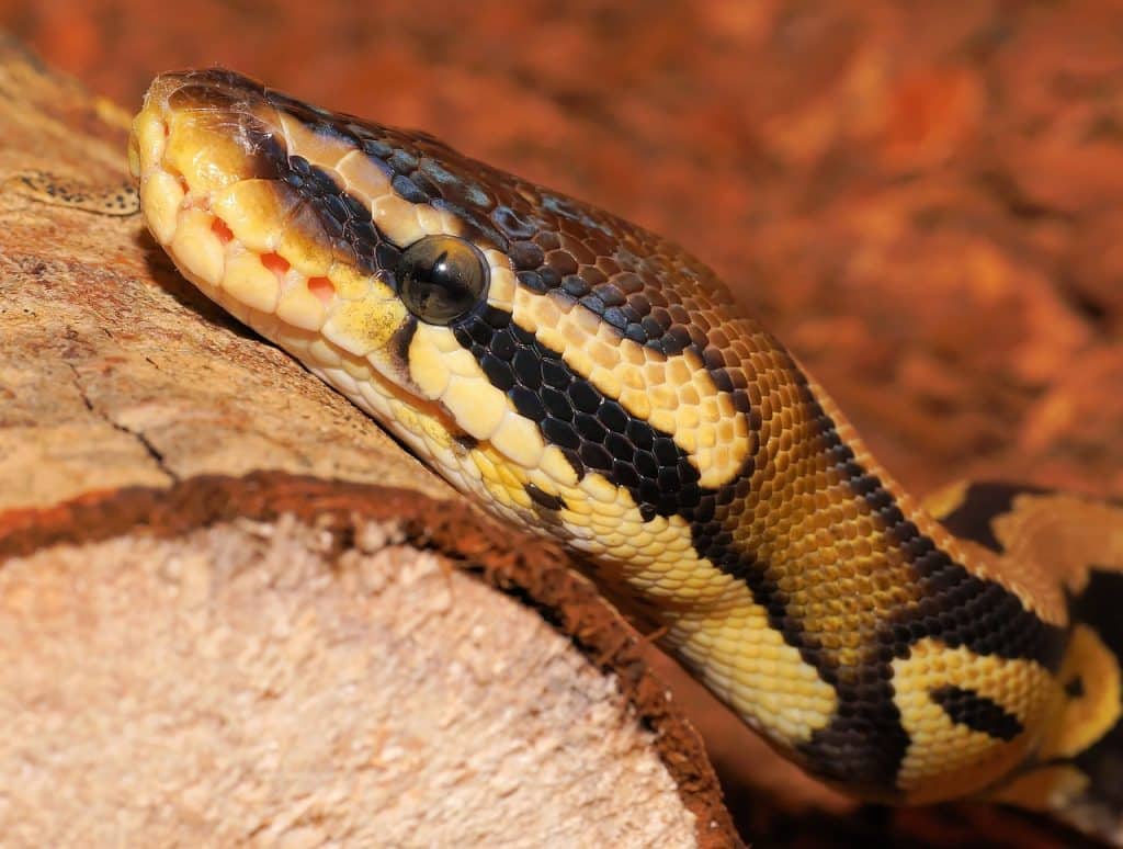 line, python, ball python