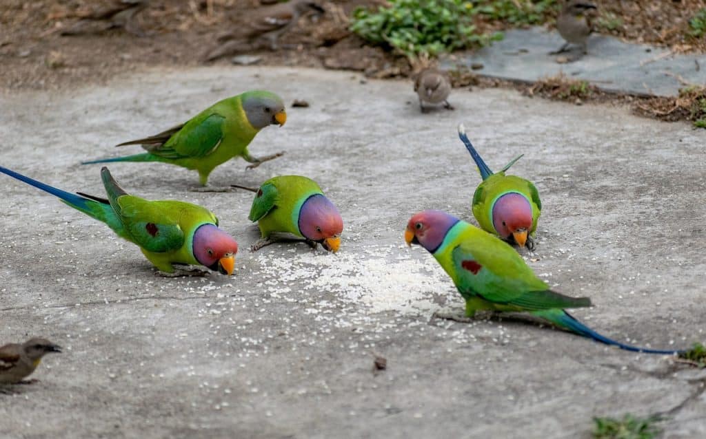 parrots, parakeets, budgies