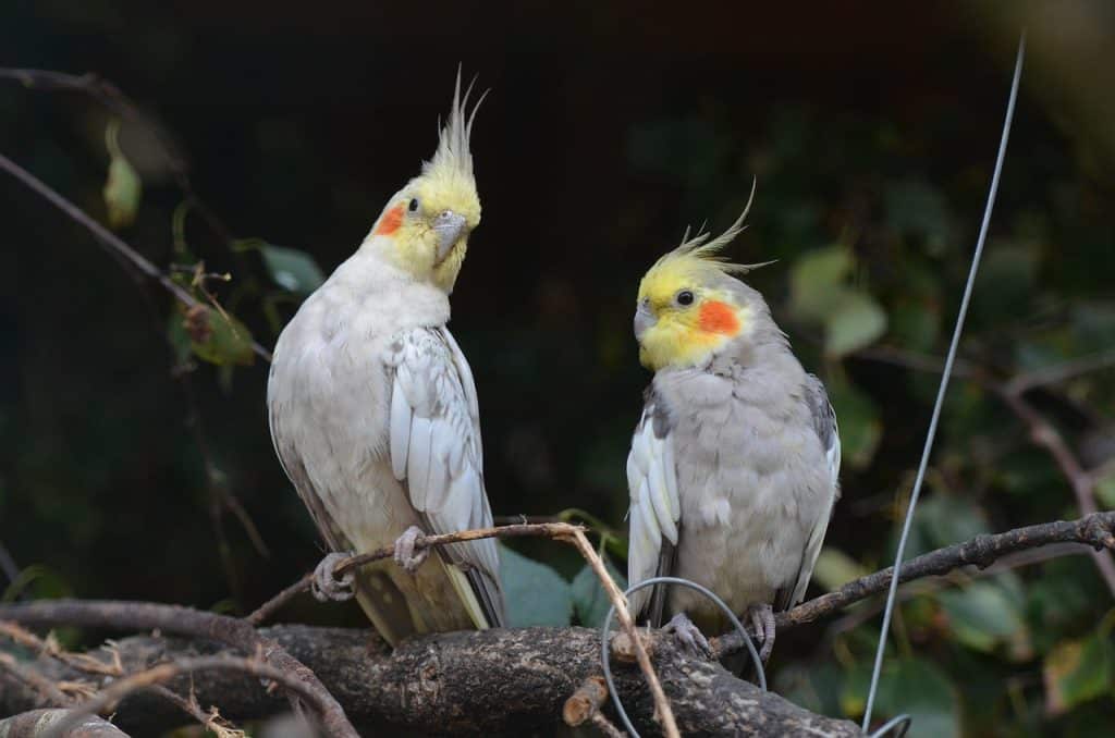 cockatiels, dwarf parrot, parakeets