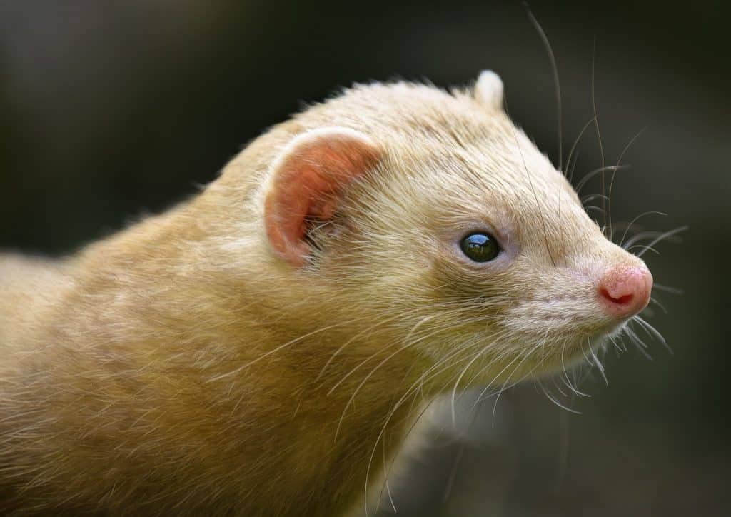 american mink, mink, mammal