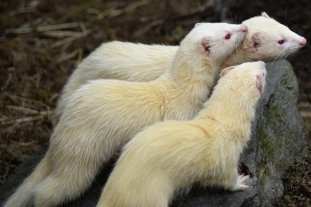 albino ferrets, ferrets, albinism