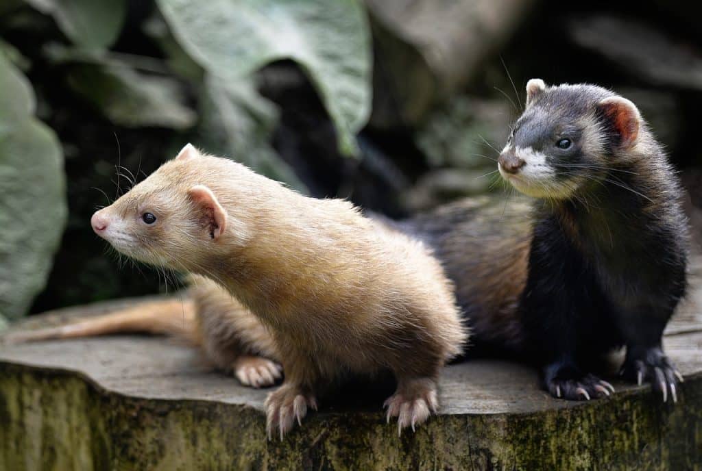 american minks, minks, animals