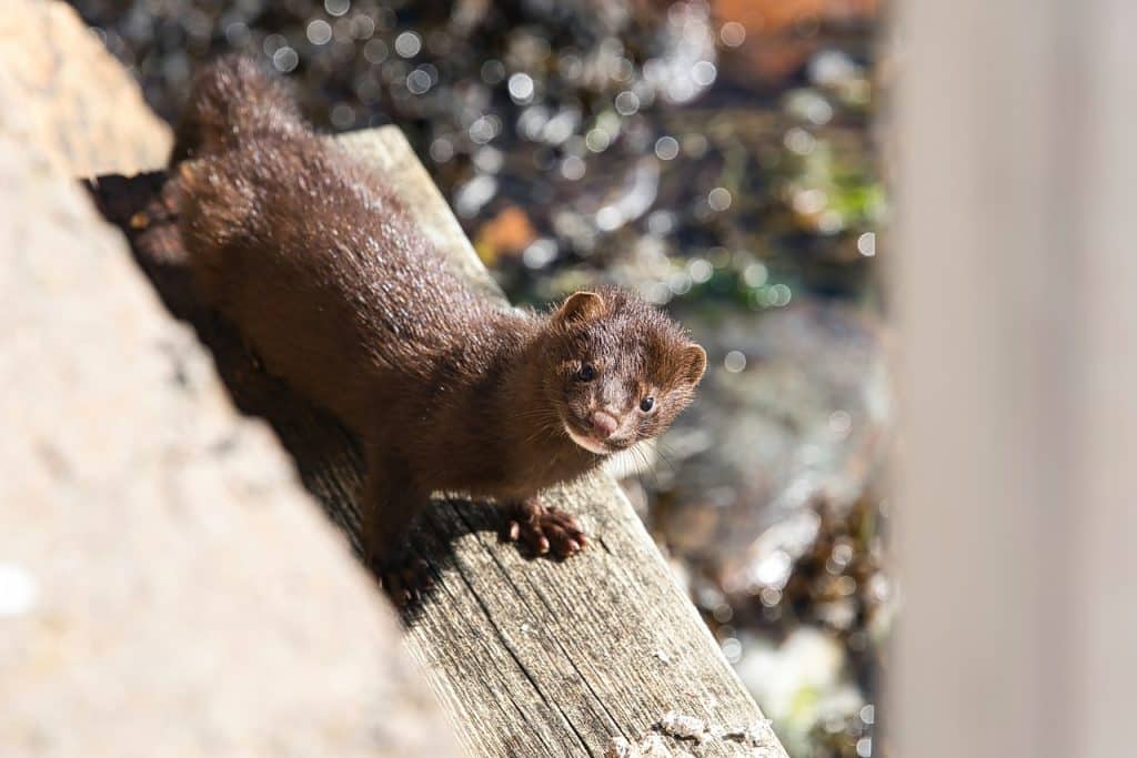 mink, animal, nature