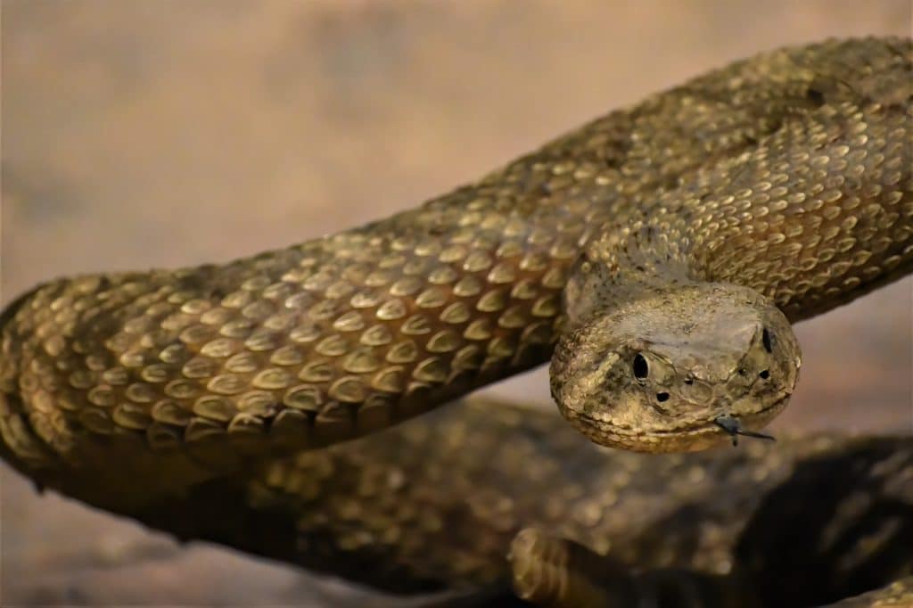 rattlesnake, poisonous, dangerous