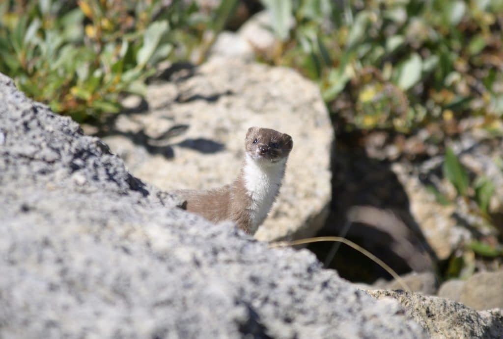 animal, stoat, mammal