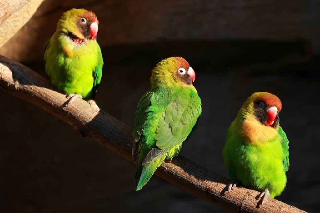 birds, mussel parakeets, animals