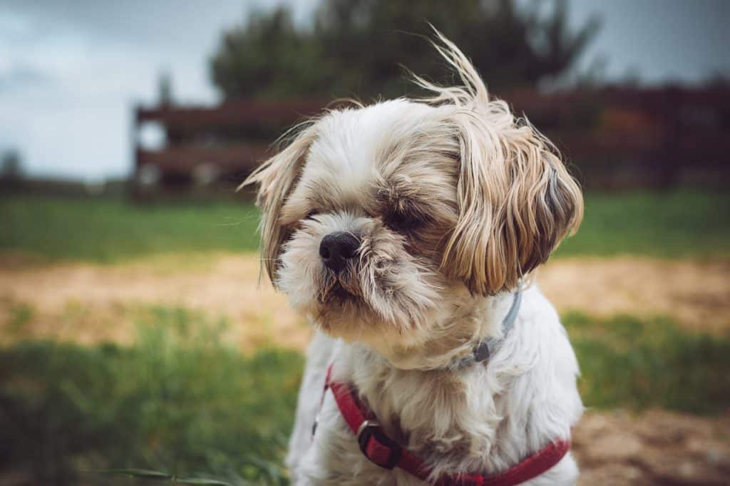 The top 10 Shih Tzu Hairstyles and Trims for 2023 - Pet Breeezy