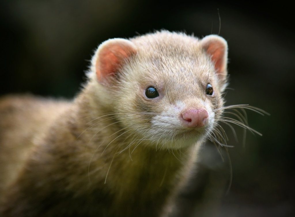 american mink, mink, mustelid