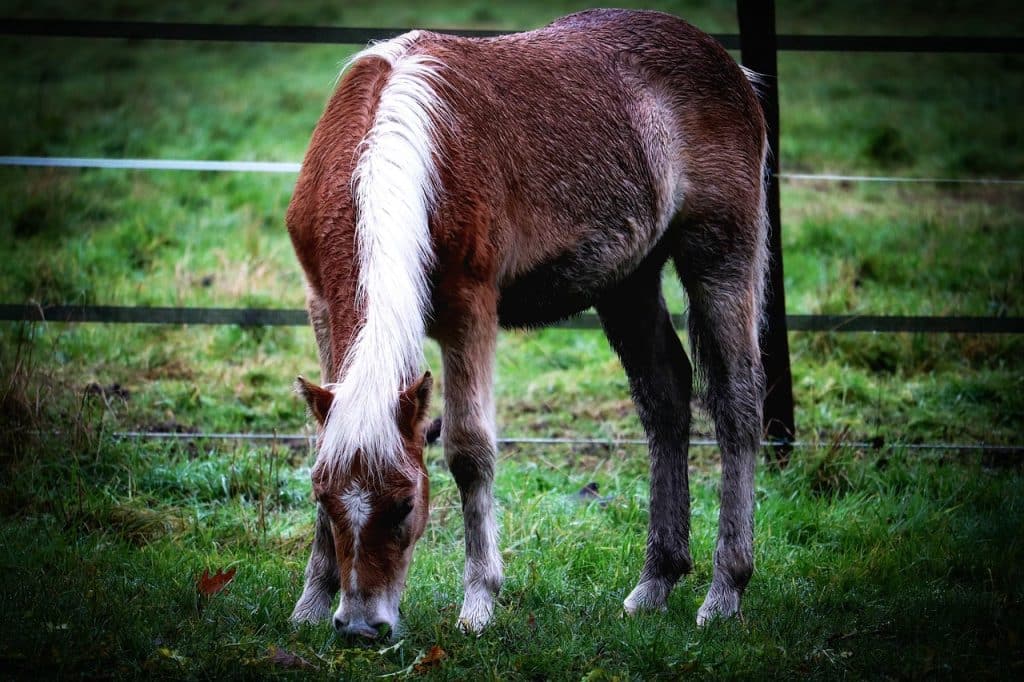 horse, foal, yearling