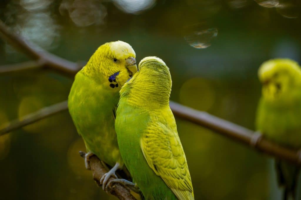 budgie, birds, pair