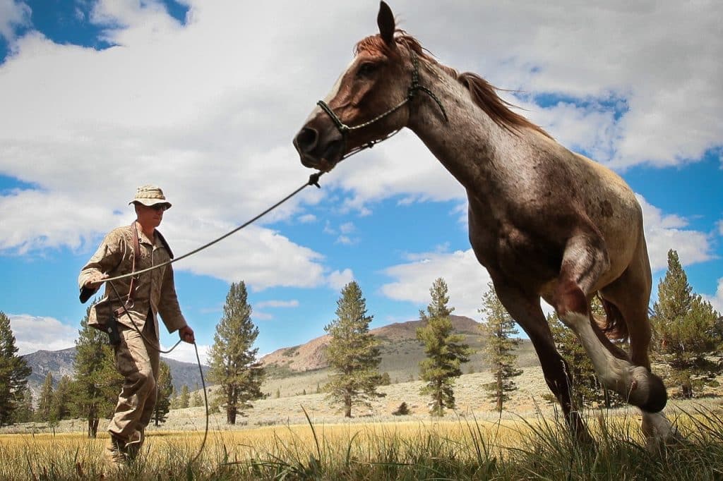 horse, man, army