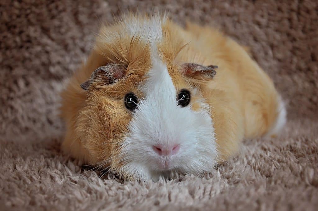 guinea pig, rosette, cream-white