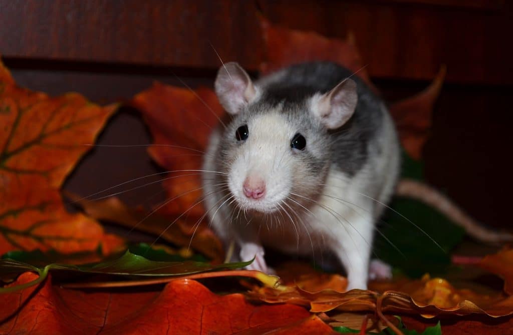 rat, animals, pets