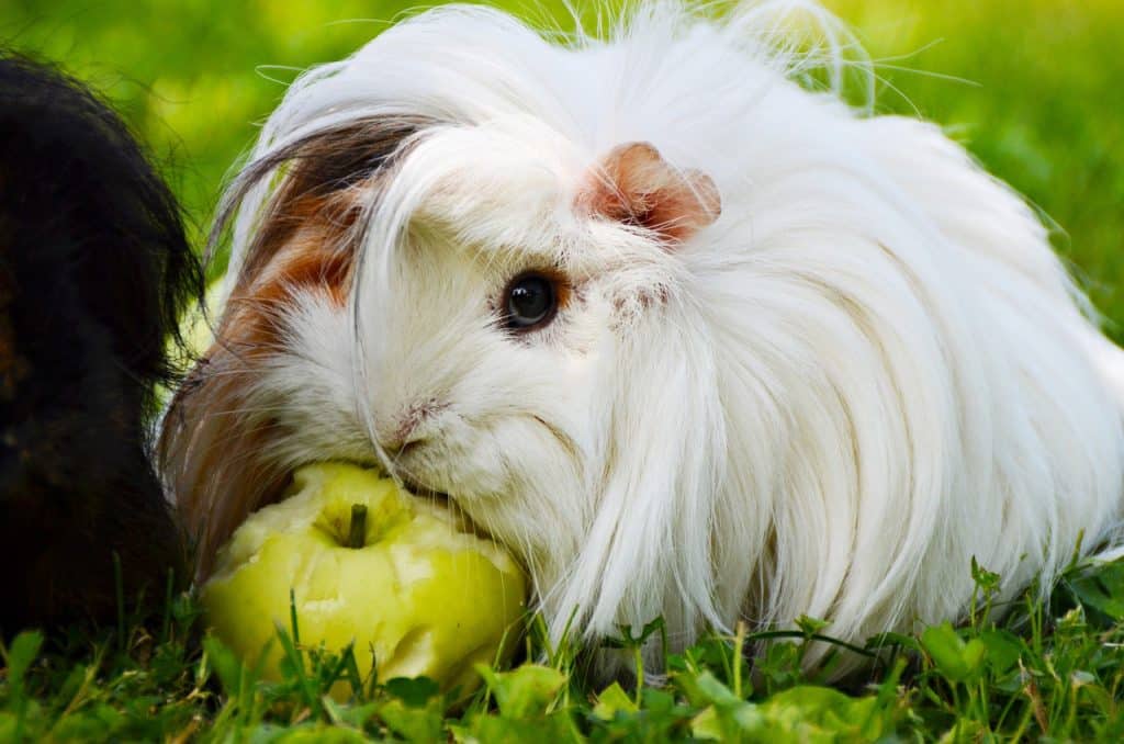 white, guinea pig, pervivanka