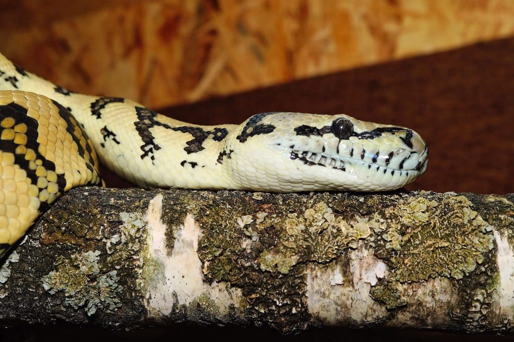 line, carpet python, wild animal