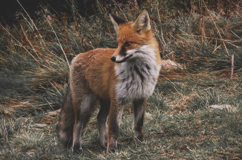 What to Do and What You Need to Know About Foxes and Mange! Pet Breeezy