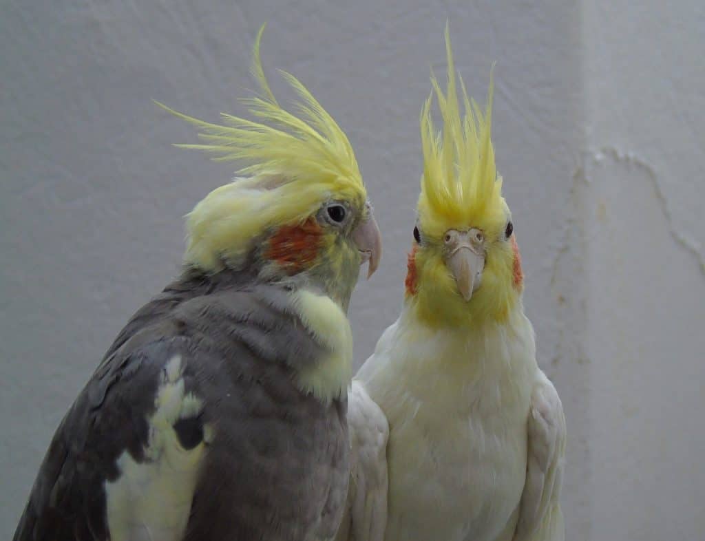 cockatiel, parrot, cockatoo-2097020.jpg