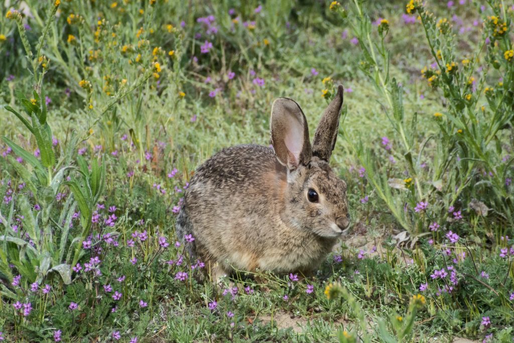 brown rabbit on purple flower field during daytime