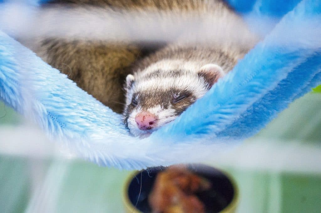 ferret, the beast, animal-2194028.jpg