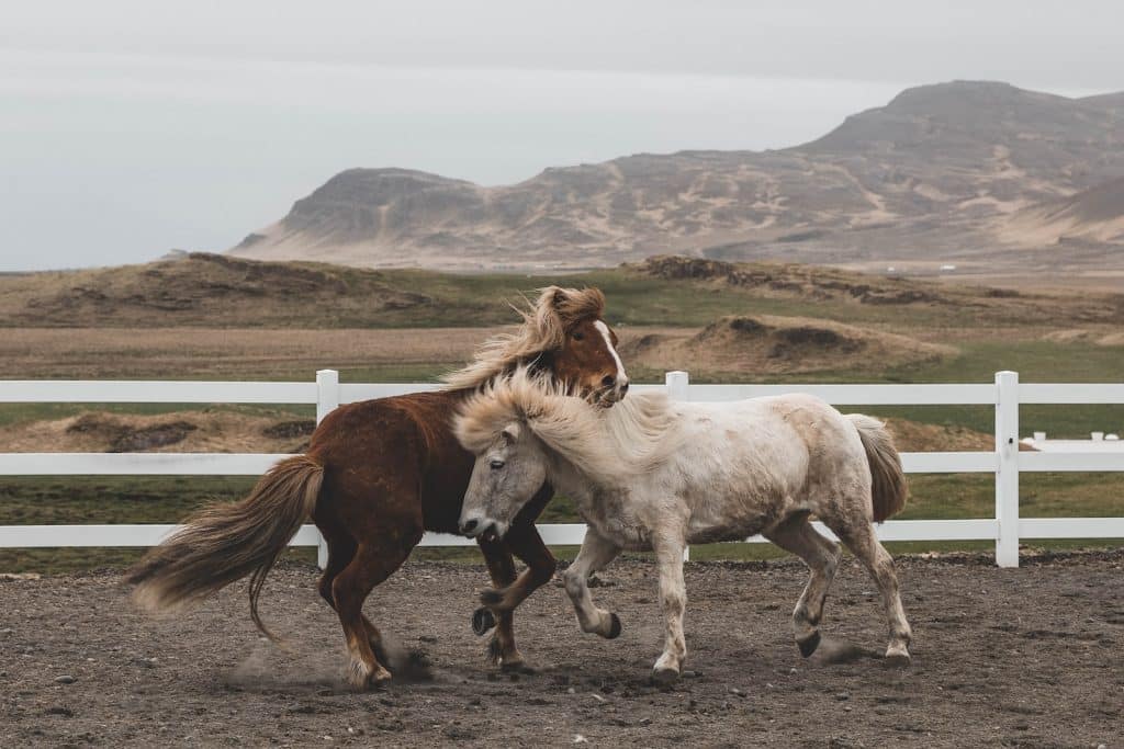 white and brown horses