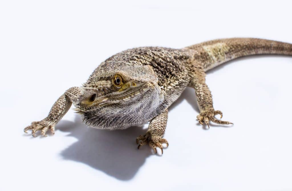 brown and white lizard on white surface