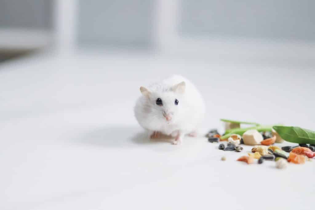 white mouse on white table